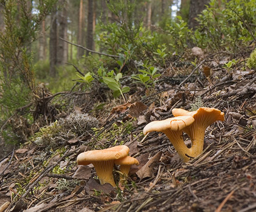  Image name: finferlo15.jpg 
 width: 500 pixel 
 height: 414 pixel 
 Size: 98529 bytes 
 Click to enlarge 